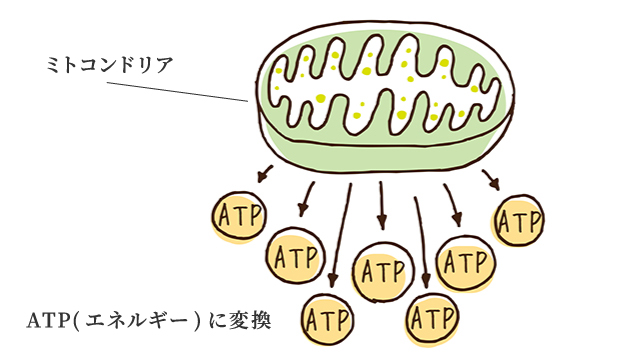 ミトコンドリアの合成・活性化