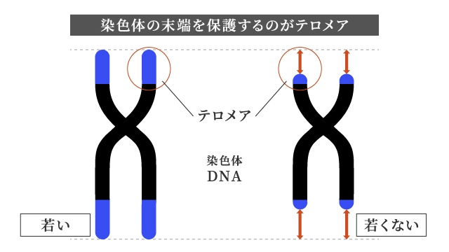 テロメアの伸長